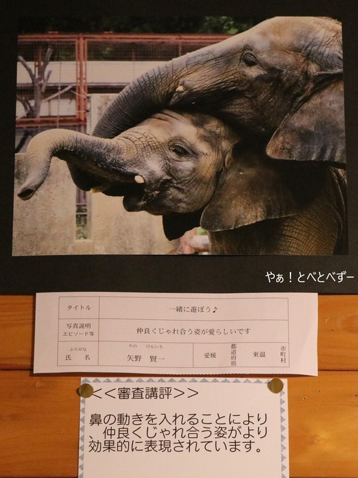第11回とべ動物園写真コンクール:入賞(佳作)