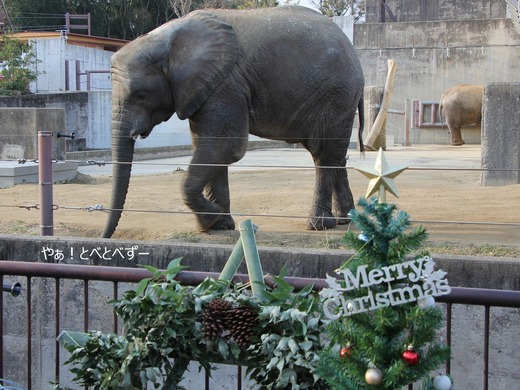 とべ動物園アフリカゾウのブログ：やぁ！とべとべずー