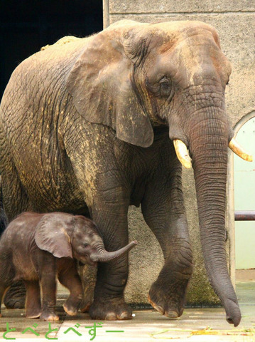 とべ動物園　アフリカゾウの赤ちゃん