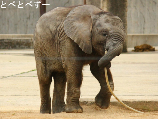 とべ動物園アフリカゾウの親子：アフ（父）、リカ（母）