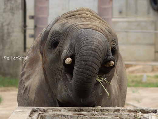とべ動物園ブログ:砥愛、ララ、イオ、フー、リュウト、まんぷく