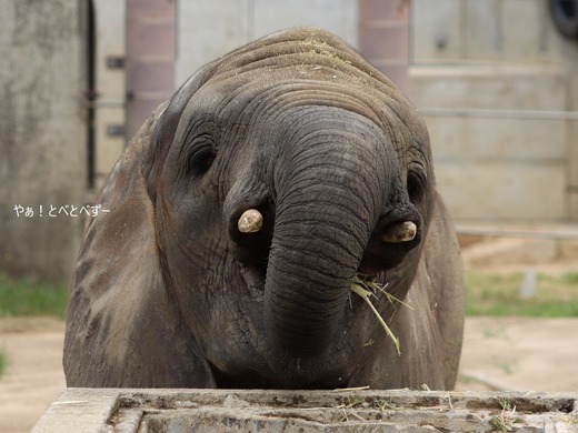 とべ動物園ブログ：砥愛、ララ、イオ、フー、リュウト、まんぷく