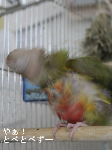 ウロコインコのブログ：やぁ！とべとべずー