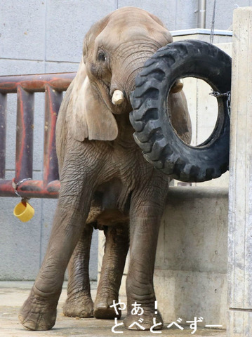 タイヤで遊ぶリカ母さん