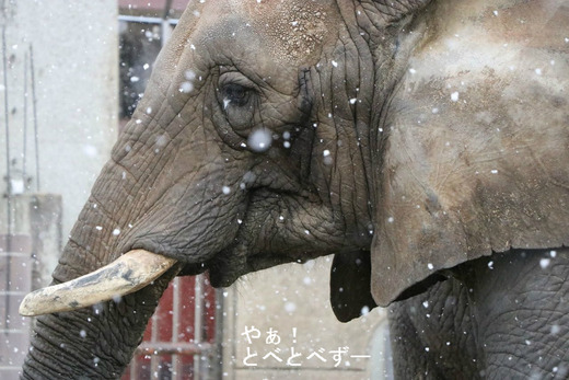 雪の中のアフリカゾウ・リカ母さん：やぁ！とべとべずー