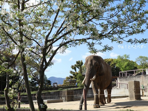 とべ動物園アフリカゾウ：リカ母さん（メス、推定３７歳）