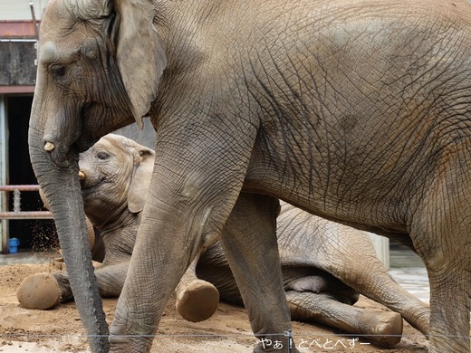 とべ動物園アフリカゾウ：媛ちゃん（メス、１８歳）
