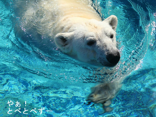 日本で初めて人工哺育で育ったホッキョクグマのピース