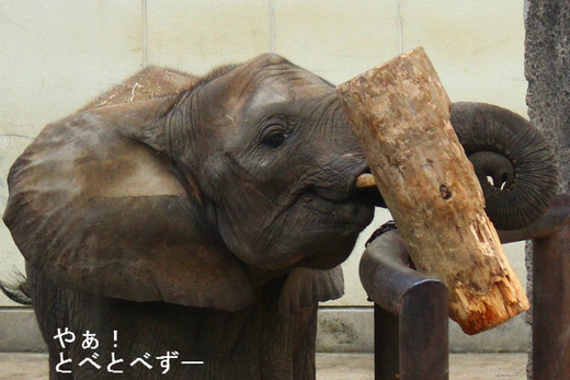 とべ動物園アフリカゾウのブログ：やぁ！とべとべずー
