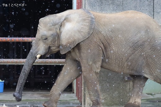 とべ動物園アフリカゾウのブログ：やぁ！とべとべずー