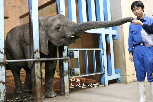 とべ動物園アフリカゾウイベント:砥愛ちゃんにエサやり体験