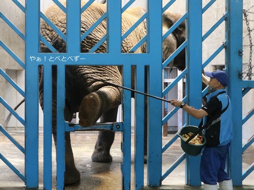 リカ母さんのトレーニングの様子@とべ動物園