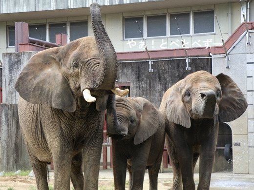 とべ動物園アフリカゾウの家族:リカ、媛、砥愛