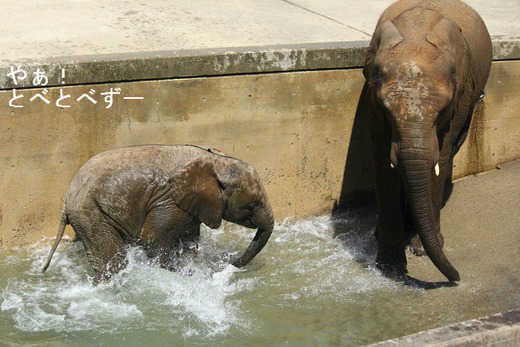 古賀賞受賞の愛媛県立砥部動物園