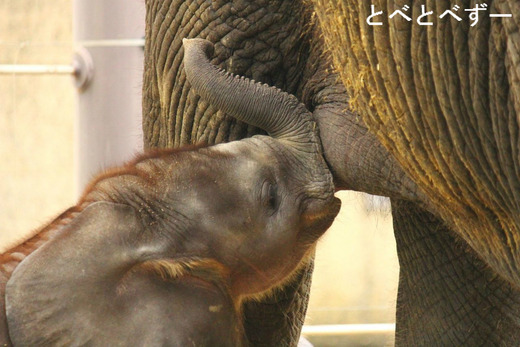とべ動物園写真コンクール:入賞「おいしいで賞」