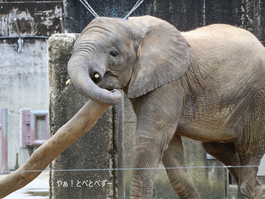 とべ動物園アフリカゾウ：アフ、リカ、媛、砥夢、砥愛