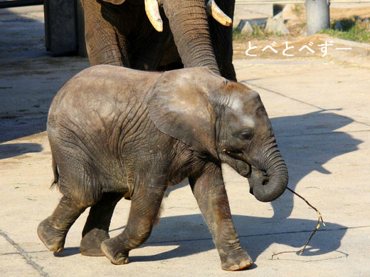 感動！レジェンド動物園