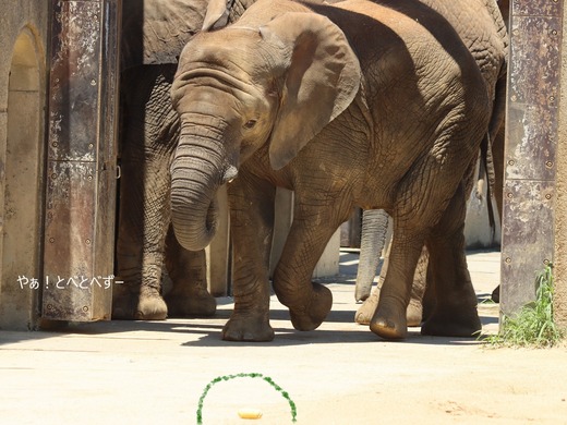 とべ動物園アフリカゾウ：砥愛ちゃん（メス、9歳）