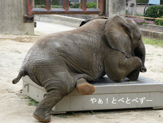日本で唯一アフリカゾウの子象が見らえる愛媛県立とべ動物園