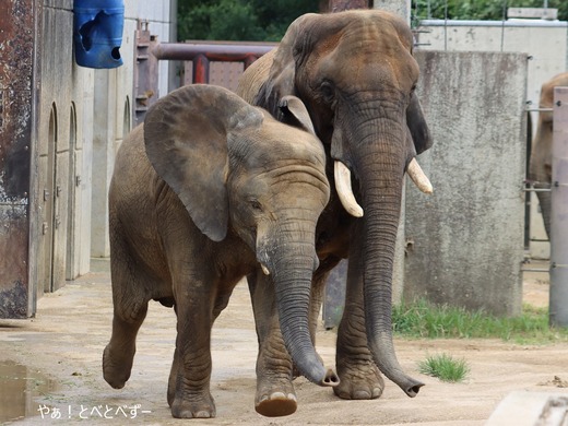 とべ動物園アフリカゾウのブログ：やぁ！とべとべずー