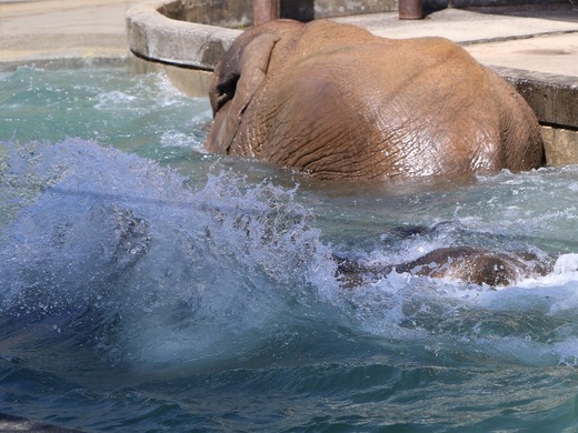 とべ動物園ブログ:やぁ!とべとべずー