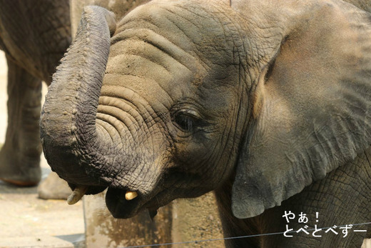 とべ動物園アフリカゾウのブログ