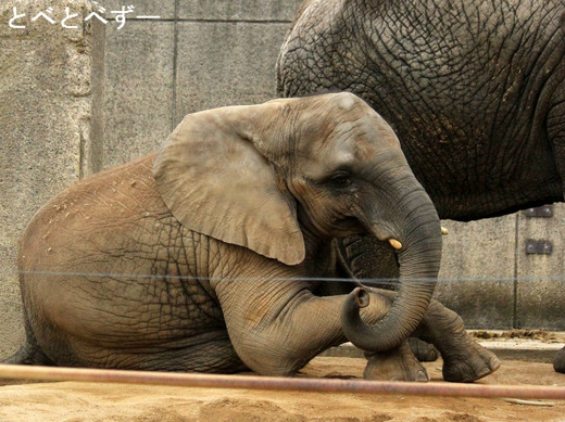 ３頭のアフリカゾウの赤ちゃんが生まれた愛媛県立とべ動物園