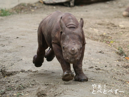 とべ動物園ヒガシクロサイの赤ちゃん:フーくん