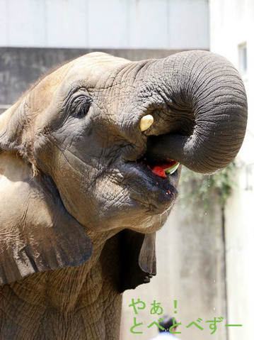 NHKぐるっとにっぽん「四国で発見！いのちの不思議：愛媛とべ動物園