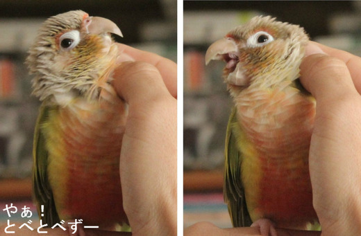 ウロコインコ、もみじさんのブログ：やあ！とべとべずー