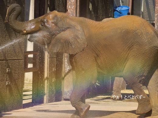 とべ動物園ブログ：やぁ！とべとべずー