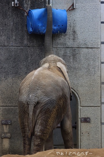 日本で最年少のアフリカゾウの子ゾウの砥愛:愛媛県立とべ動物園県立