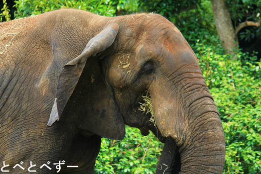 アフリカゾウ、媛ちゃん、砥夢くん、砥愛ちゃんのお父さん象アフ