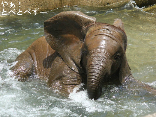 とべ動物園アフリカゾウの赤ちゃん象:砥愛(とあ)ちゃん