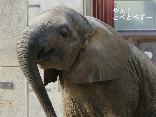 とべ動物園アフリカゾウのブログ：やぁ！とべとべずー