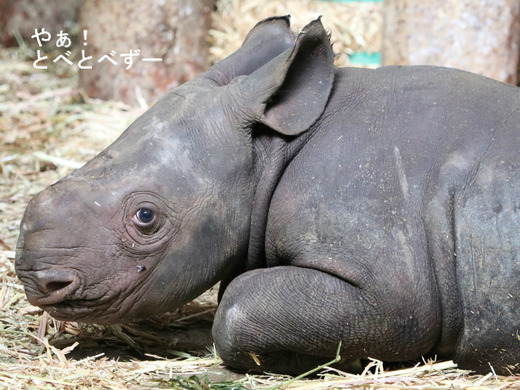 とべ動物園ヒガシクロサイの赤ちゃん