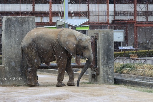 とべ動物園アフリカゾウ：砥愛ちゃん（メス、１２歳）