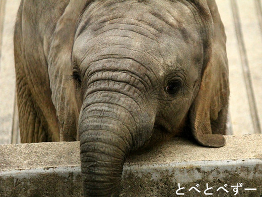 とべ動物園ゾウのブログ:やぁ!とべとべずー与茂駄くあとろ