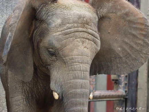 アフリカゾウ、アジアゾウ大好きブログ:やぁ!とべとべずー
