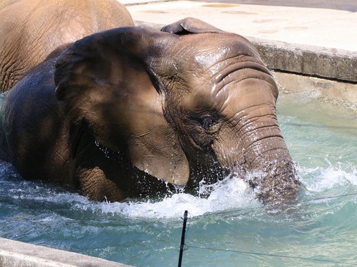日本で最年少のアフリカゾウの子ゾウの砥愛:愛媛とべ動物園県立