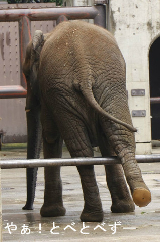 とべ動物園アフリカゾウ：媛ちゃん（メス、１０歳）