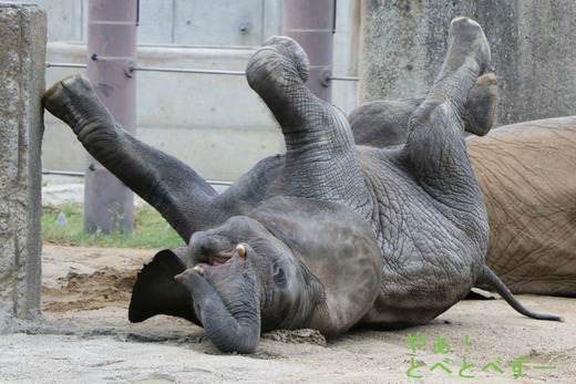 日本で唯一アフリカゾウの子象が見られる愛媛とべ動物園