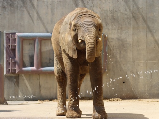 とべ動物園アフリカゾウのブログ:やぁ!とべとべずー