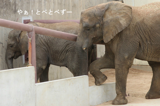 とべ動物園アフリカゾウ:媛ちゃん(メス、11歳)