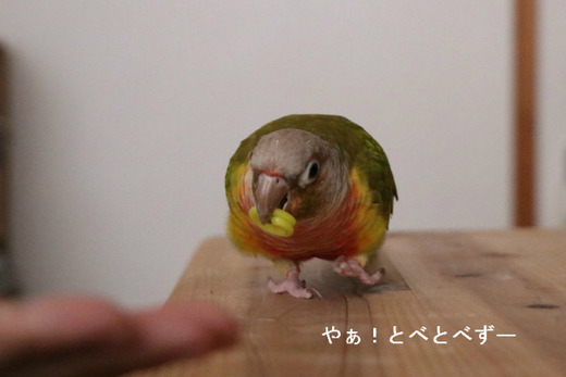 「どっちかな？」をするウロコインコの『もみじ』さん