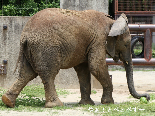スイカ大好き♪アフリカゾウの子象の砥愛ちゃん(とべ動物園)