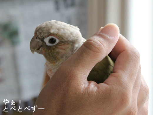 ウロコインコ（パイナップル）の『もみじ』さん
