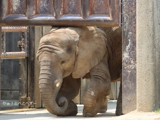 とべ動物園アフリカゾウ：砥愛ちゃん（メス、１２歳）