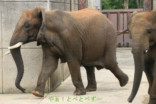 とべ動物園ブログ：ゾウ、ホッキョクグマ、ライオン、サーバル