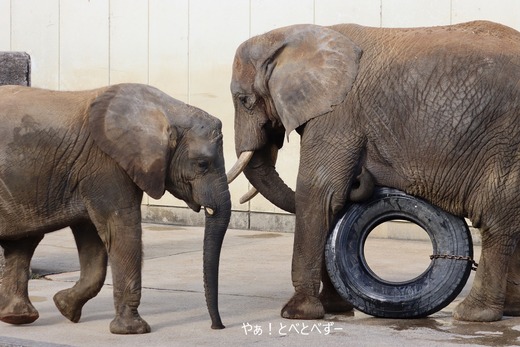 日本で唯一血縁関係のあるアフリカゾウの親子が暮らす愛媛とべ動物園